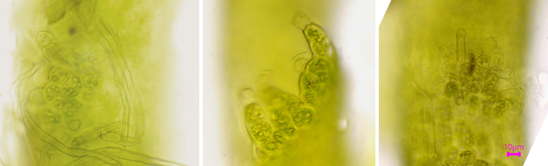 Odontoschisma elongatum